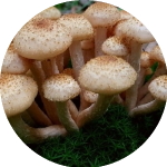 Funghi vitali