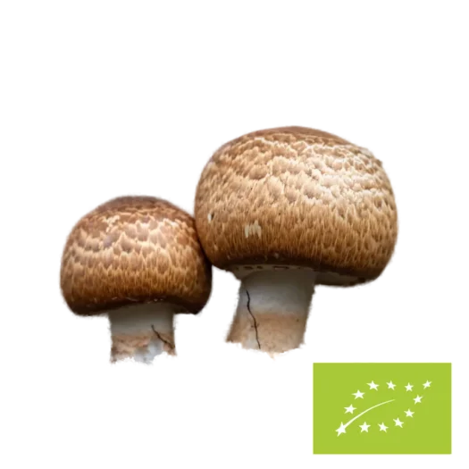 Natura Med <br>Organic Agaricus mushroom powder - 100 g