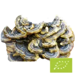Bio Coriolus Pilzpulver – 100 g