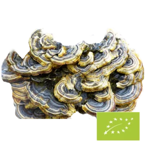 Bio Coriolus Pilzpulver – 100 g