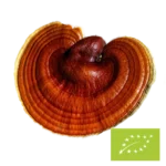 Phoenix Origin Bio Reishi Pilzpulver – 100 g