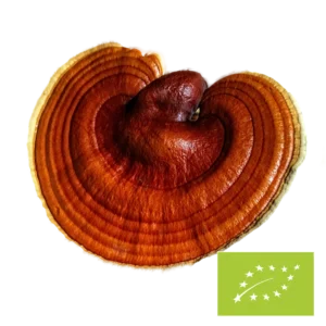 Phoenix Origin Bio Reishi Pilzpulver – 100 g