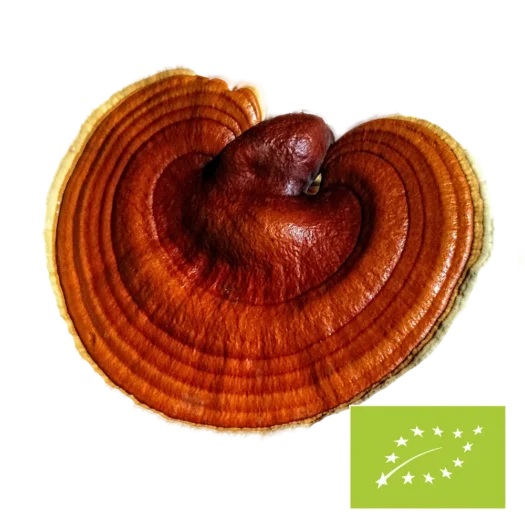 Natura Med <br>Organic Reishi mushroom powder - 100 g