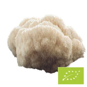Phoenix Origin Bio Hericium Pilzpulver – 100 g